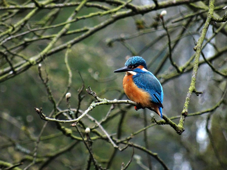 Eisvogel im Zoologischen Garten der Stadt Wuppertal im April 2015