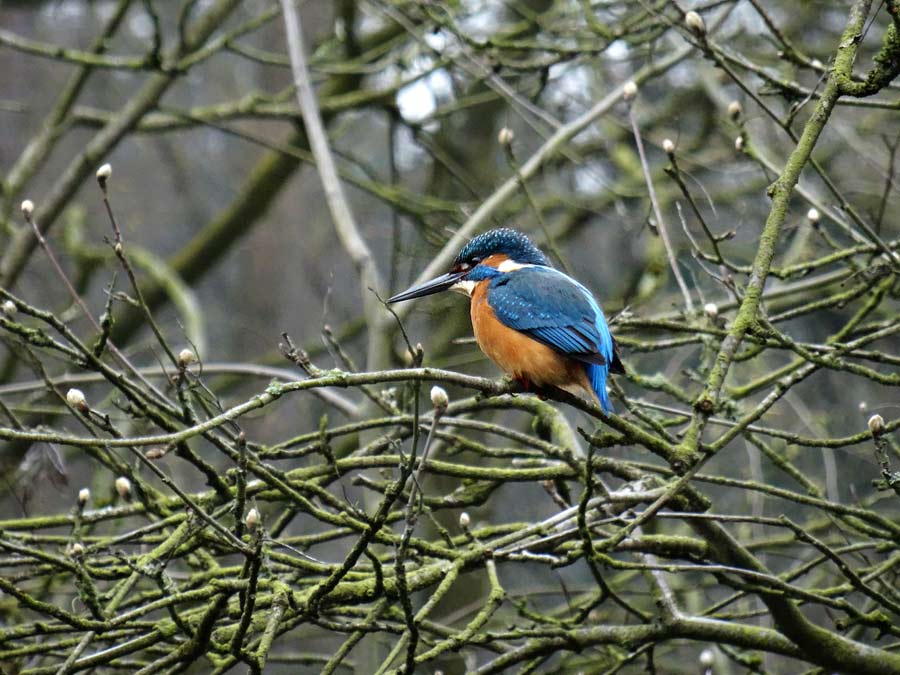 Eisvogel im Grünen Zoo Wuppertal im April 2015