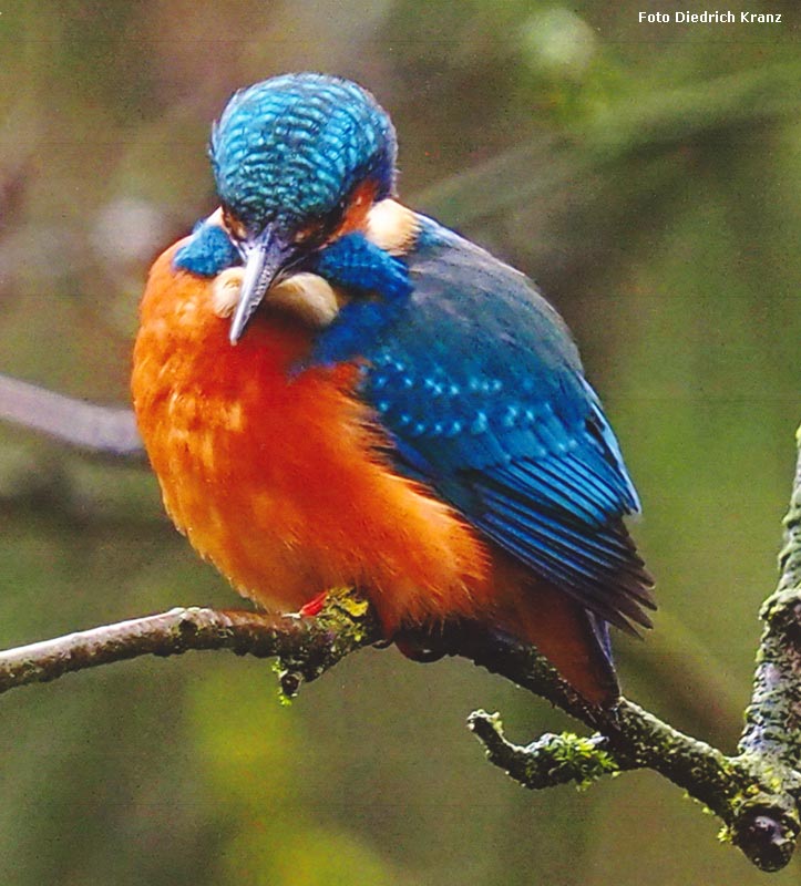 Eisvogel im Zoologischen Garten der Stadt Wuppertal (Foto Diedrich Kranz)