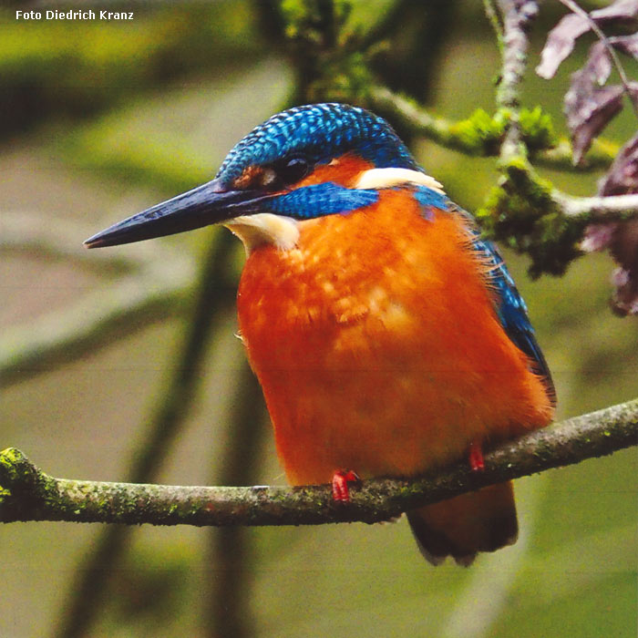 Eisvogel im Wuppertaler Zoo (Foto Diedrich Kranz)