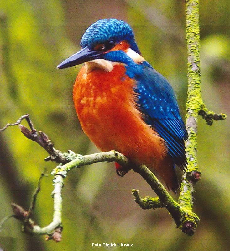 Eisvogel im Grünen Zoo Wuppertal (Foto Diedrich Kranz)