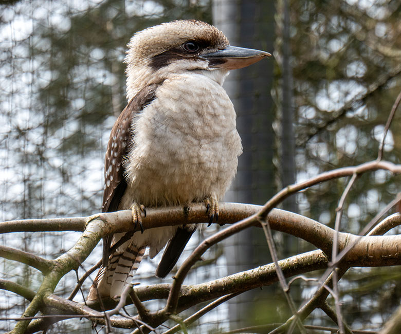 Neuer weiblicher Jägerliest am 22. März 2023 in der Außenvoliere im Zoologischen Garten Wuppertal