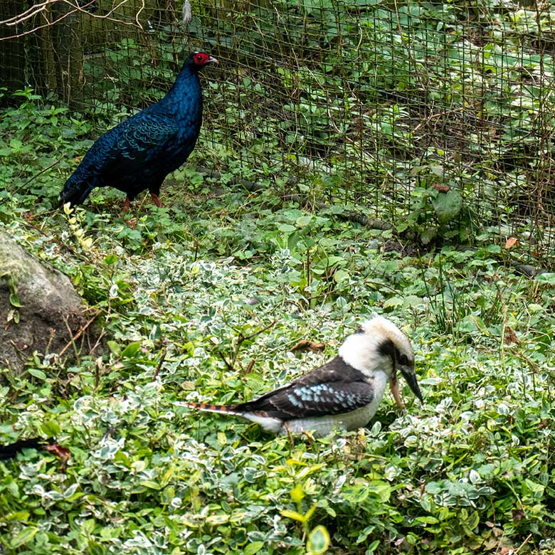 Weiblicher Jägerliest und männlicher Edwardsfasan am 12. September 2023 in der Außenvoliere in der Nähe der Zoo-Restauration Okavango im Zoologischen Garten Wuppertal