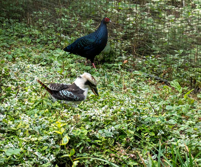 Weiblicher Jägerliest und männlicher Edwardsfasan am 12. September 2023 in der Außenvoliere in der Nähe der Zoo-Restauration Okavango im Zoo Wuppertal