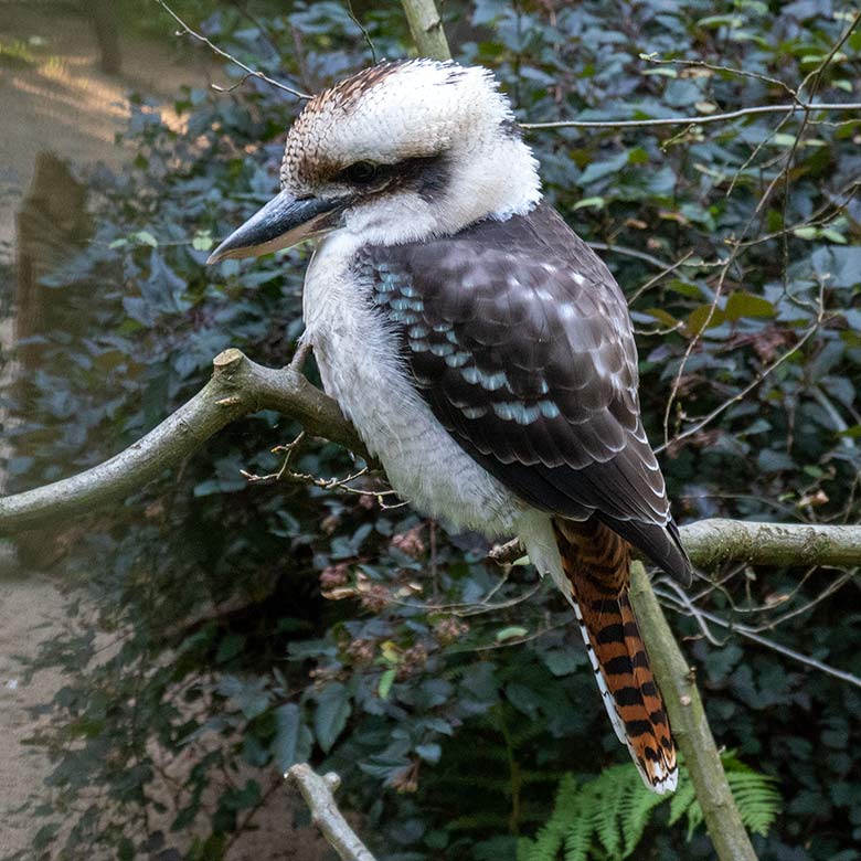 Weiblicher Jägerliest am 6. Oktober 2023 in der Außenvoliere in der Nähe der Zoo-Restauration Okavango im Zoologischen Garten der Stadt Wuppertal