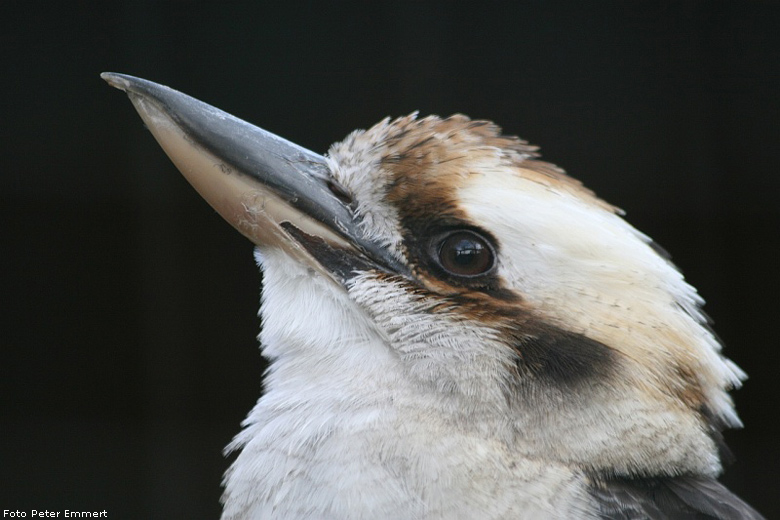 Lachender Hans im Zoologischen Garten Wuppertal im Dezember 2006 (Foto Peter Emmert)