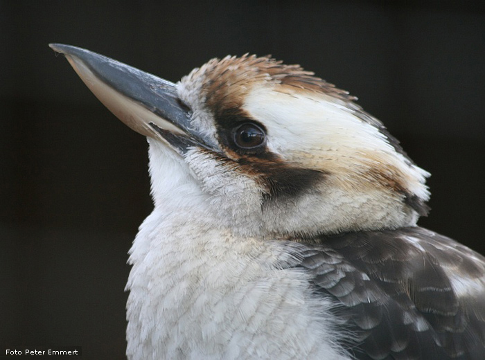 Lachender Hans im Wuppertaler Zoo im Dezember 2006 (Foto Peter Emmert)