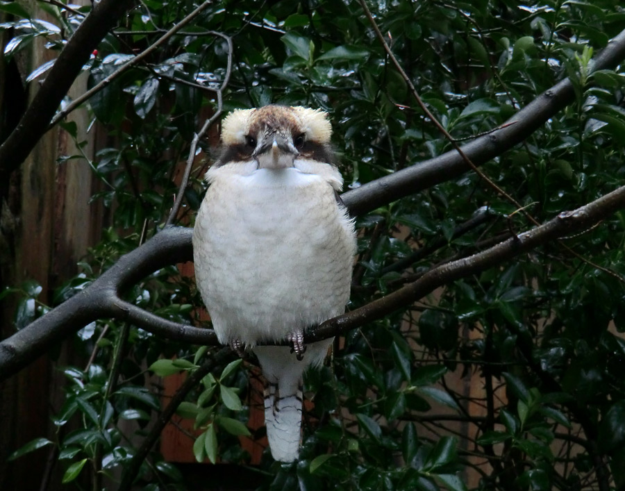 Lachender Hans im Zoo Wuppertal am 21. Januar 2012