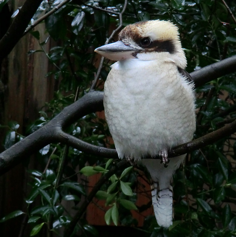 Lachender Hans im Zoologischen Garten Wuppertal am 21. Januar 2012