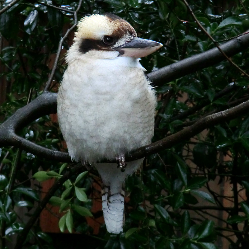 Lachender Hans im Wuppertaler Zoo am 21. Januar 2012