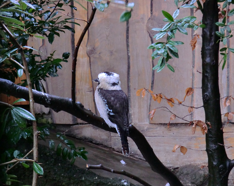 Lachender Hans im Zoo Wuppertal am 21. Januar 2012