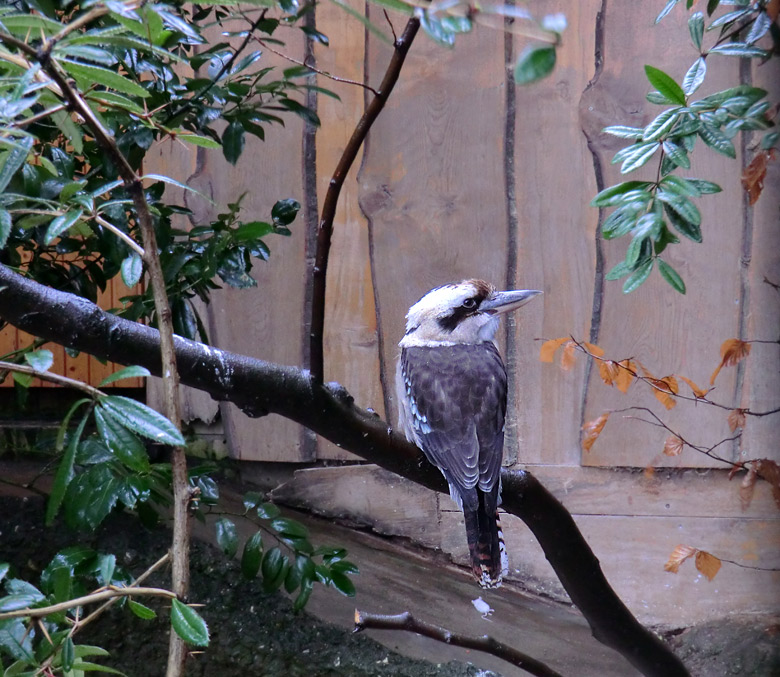 Lachender Hans im Zoologischen Garten Wuppertal am 21. Januar 2012