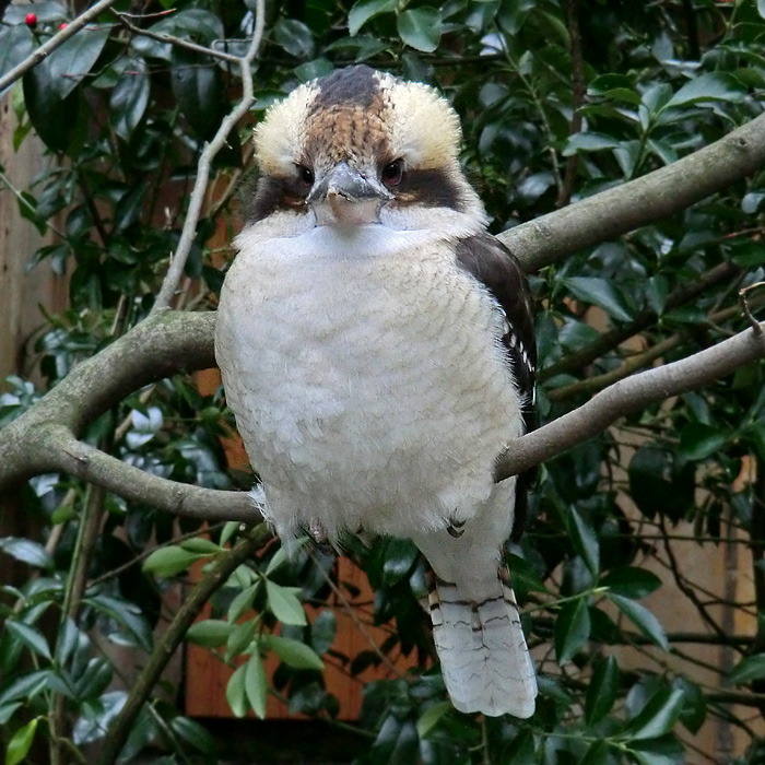 Lachender Hans im Wuppertaler Zoo im Januar 2012