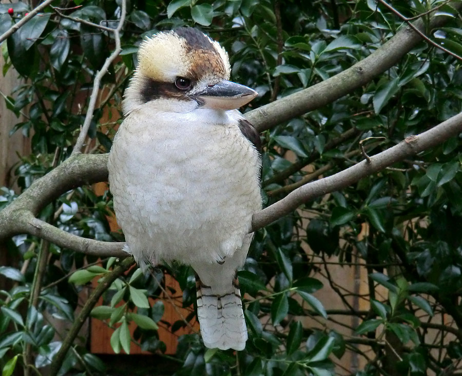 Lachender Hans im Wuppertaler Zoo am 29. Januar 2012