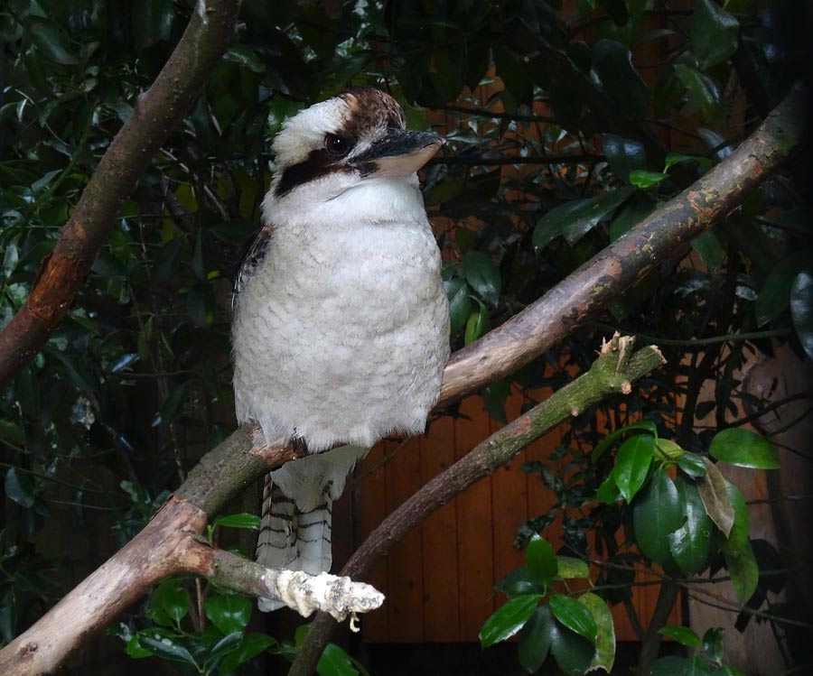 Lachender Hans im Grünen Zoo Wuppertal im Mai 2015