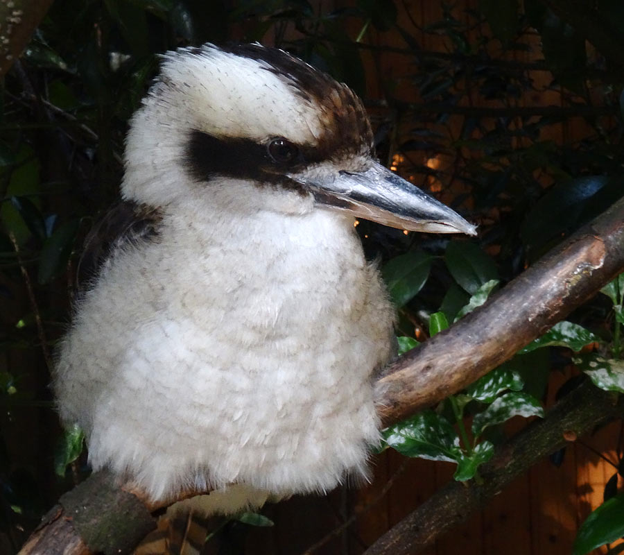 Lachender Hans im Zoologischen Garten Wuppertal im Oktober 2015