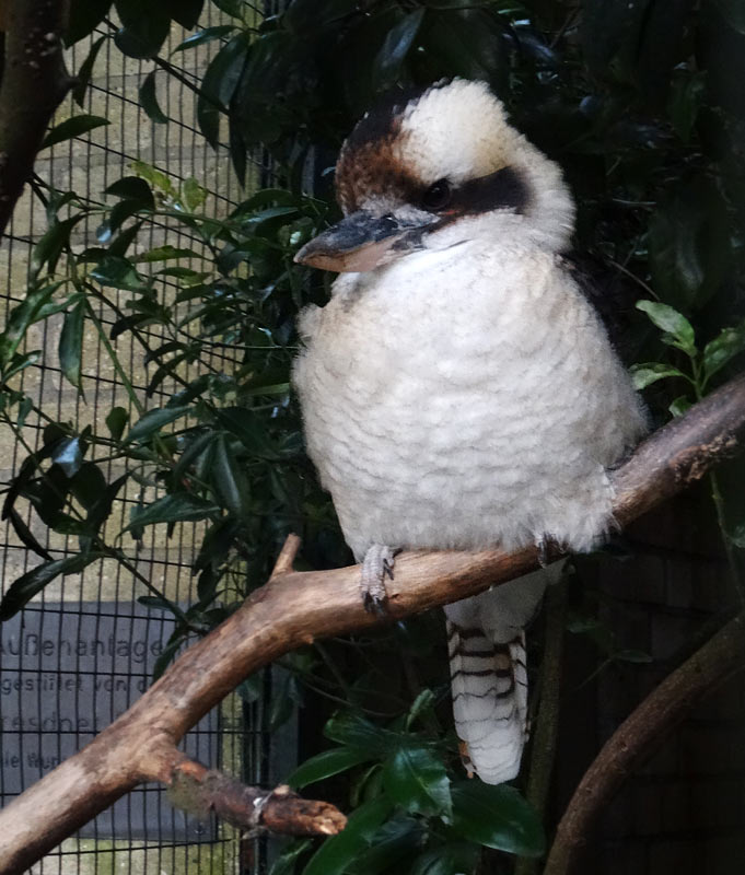 Lachender Hans im Zoo Wuppertal im Oktober 2015