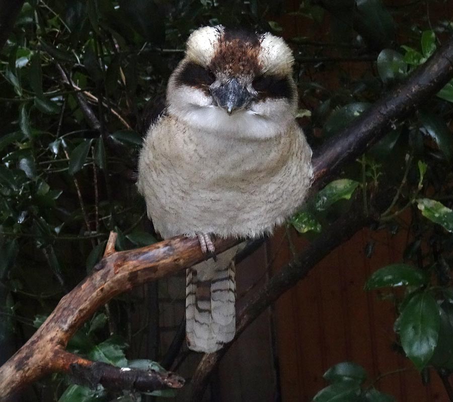 Lachender Hans im Zoologischen Garten Wuppertal im November 2015