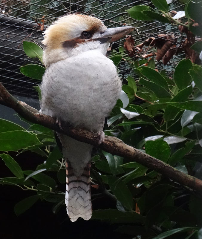 Lachender Hans im Wuppertaler Zoo im Dezember 2015