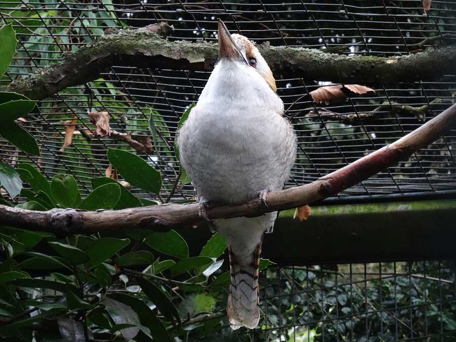 Lachender Hans im Zoo Wuppertal im Dezember 2015