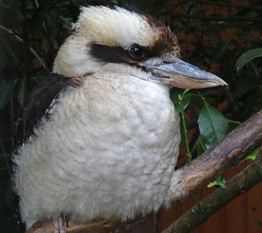 Lachender Hans im Grünen Zoo Wuppertal im Dezember 2015