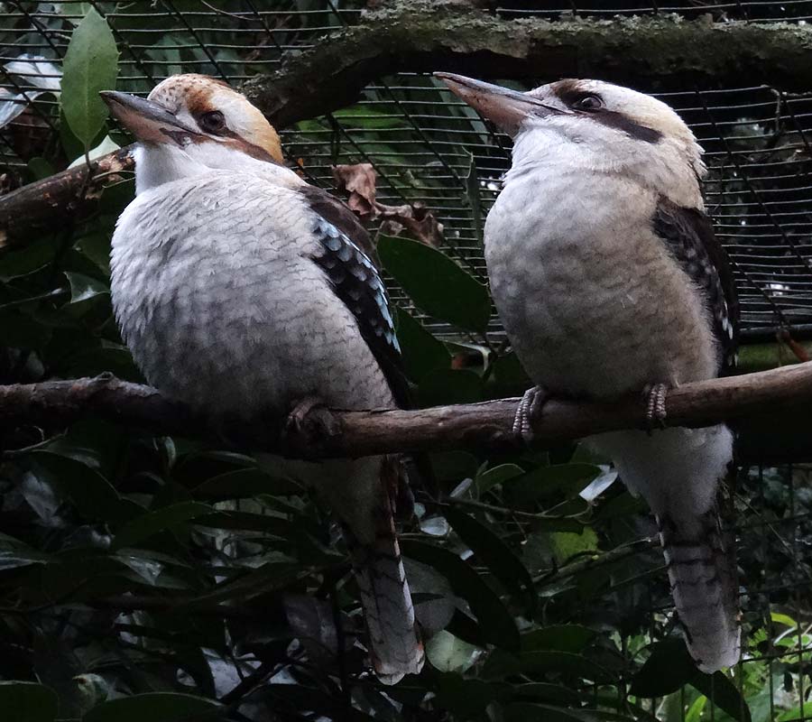 Lachender Hans im Zoo Wuppertal im Dezember 2015