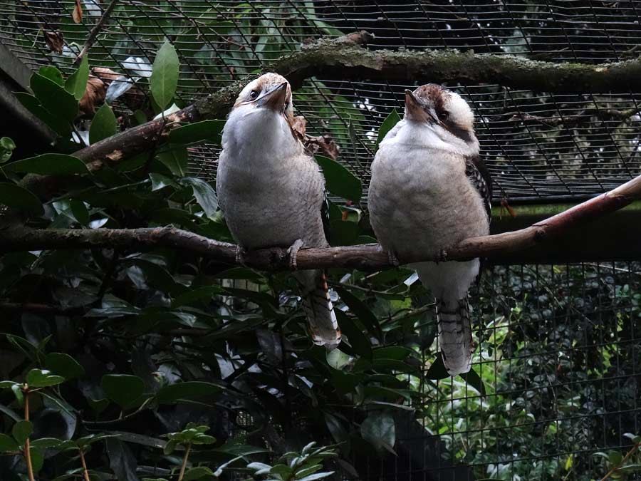 Lachender Hans im Grünen Zoo Wuppertal im Dezember 2015