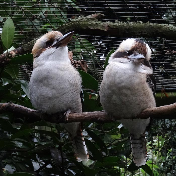 Lachender Hans im Wuppertaler Zoo im Dezember 2015