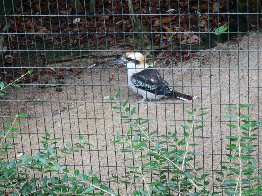 Lachender Hans im Zoo Wuppertal im Dezember 2015