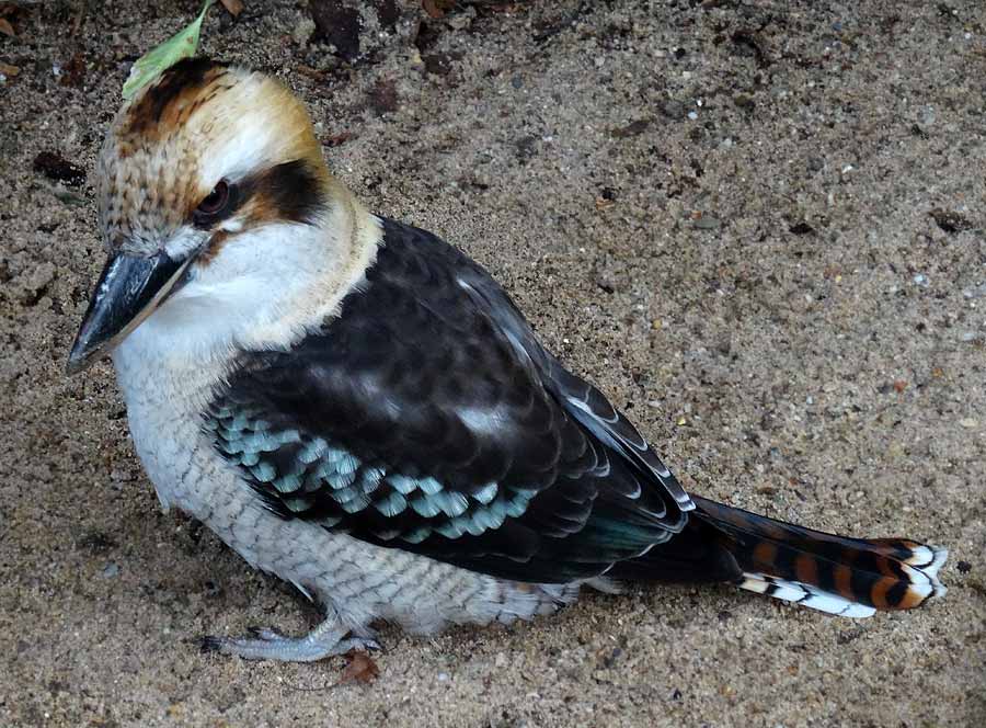 Lachender Hans im Zoologischen Garten Wuppertal im Dezember 2015