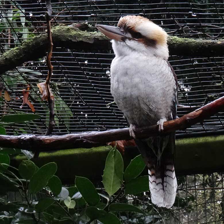 Jägerliest (Lachender Hans) am 25. März 2016 im Grünen Zoo Wuppertal