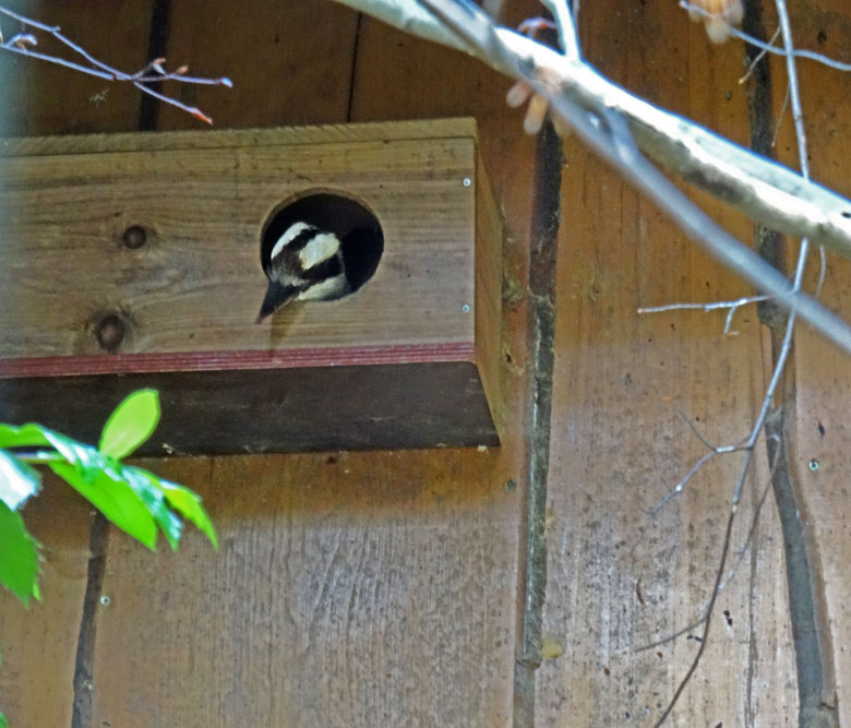 Jägerliest im Nistkasten am 27. Mai 2016 in der Madagaskarvoliere im Grünen Zoo Wuppertal