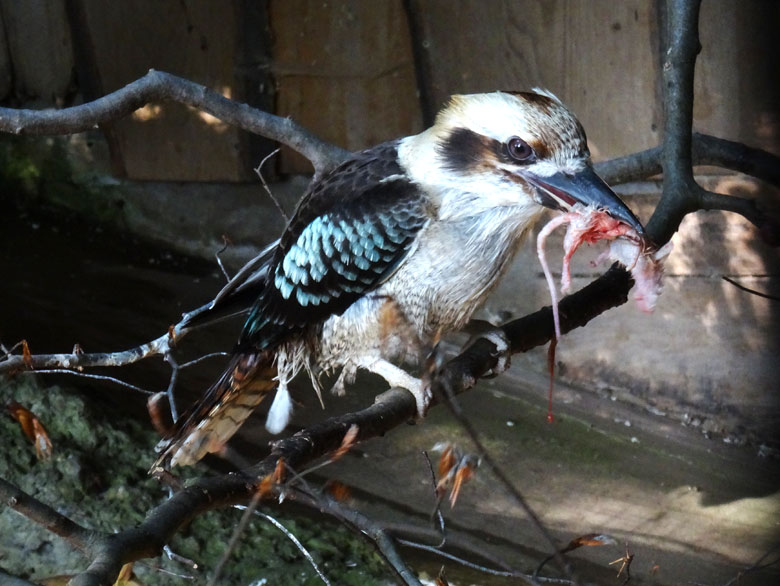 Jägerliest mit Futter im Schnabel am 27. Mai 2016 in der Madagaskarvoliere im Zoo Wuppertal