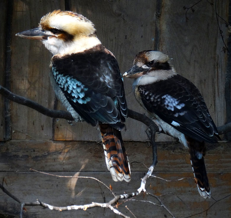 Jägerliest-Paar am 5. Juni 2016 im Grünen Zoo Wuppertal