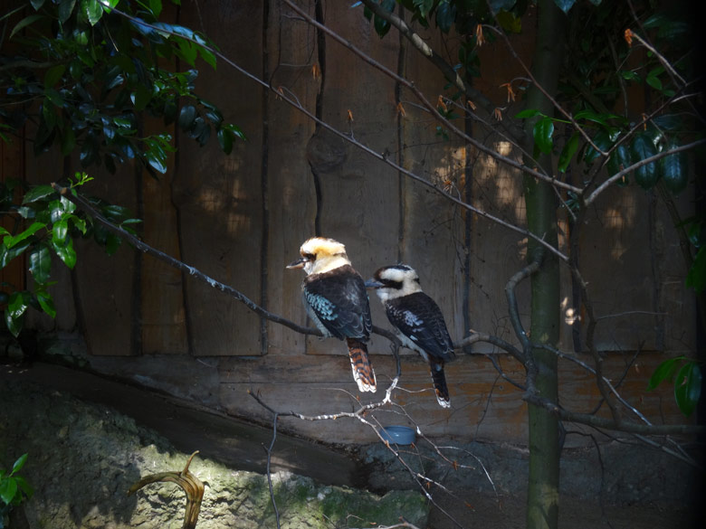 Jägerliest Paar am 5. Juni 2016 im Zoologischen Garten der Stadt Wuppertal