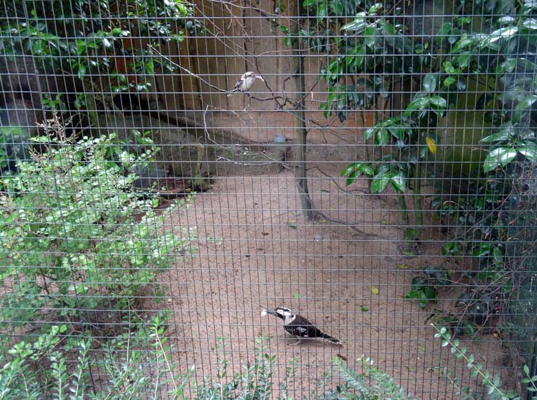 Jägerliest-Paar am 11. Juni 2016 mit Futtertieren in der Voliere im Wuppertaler Zoo