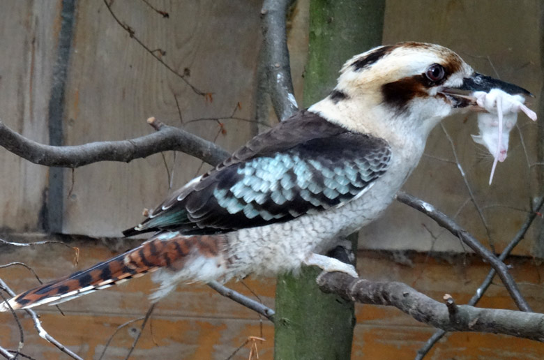 Jägerliest am 11. Juni 2016 mit Futtertier im Schnabel im Zoologischen Garten der Stadt Wuppertal