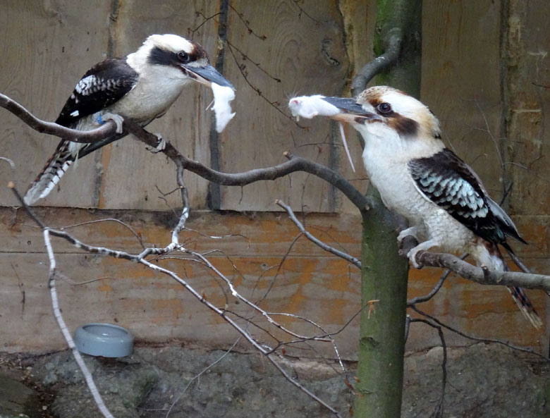 Jägerliest-Paar am 11. Juni 2016 mit Futtertieren im Grünen Zoo Wuppertal