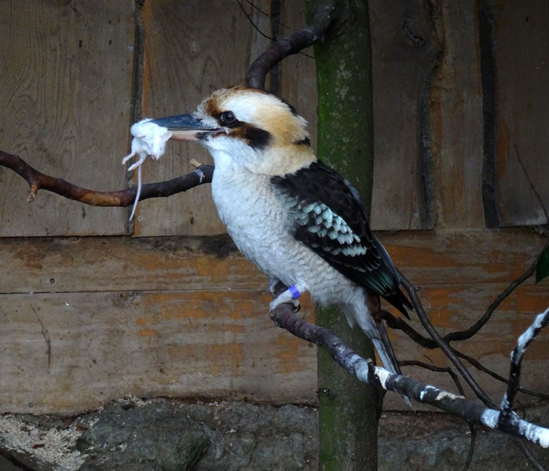 Lachender Hans am 29. Januar 2017 in der Madagaskar-Voliere im Zoologischen Garten der Stadt Wuppertal