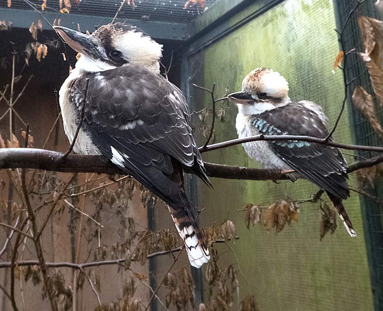 JJägerliest-Weibchen und Jägerliest-Männchen am 17. Dezember 2017 in der sogenannten Madagaskar-Voliere neben dem historischen Gebäude der Zoodirektion im Grünen Zoo Wuppertal