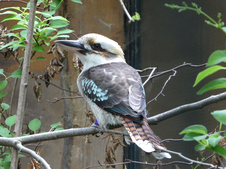 Jägerliest Männchen am 22. April 2018 in der Madagaskar-Voliere im Zoo Wuppertal