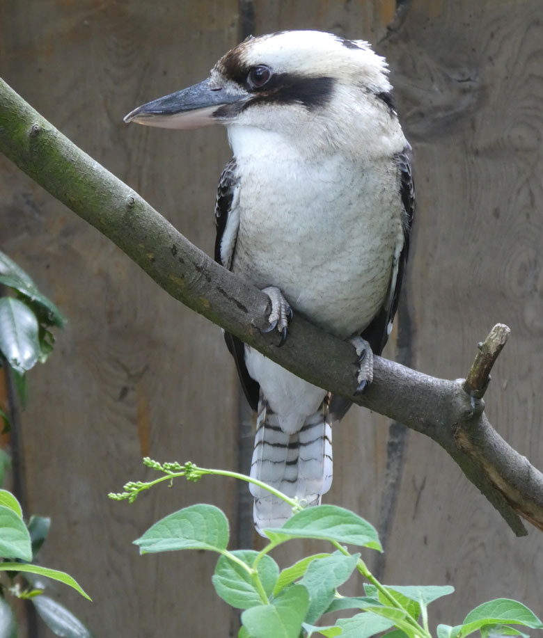 Jägerliest Weibchen am 22. April 2018 in der Madagaskar-Voliere im Zoologischen Garten Wuppertal