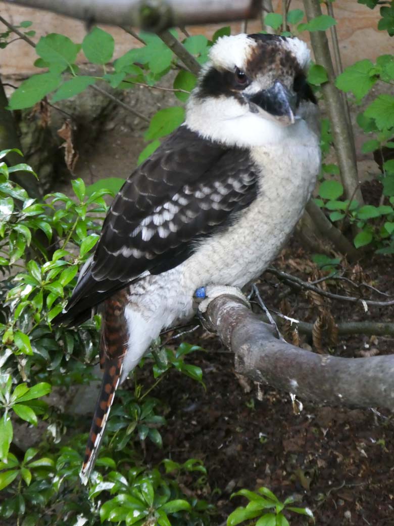 Jägerliest am 21. Mai 2018 in der Madagaskar-Voliere im Wuppertaler Zoo