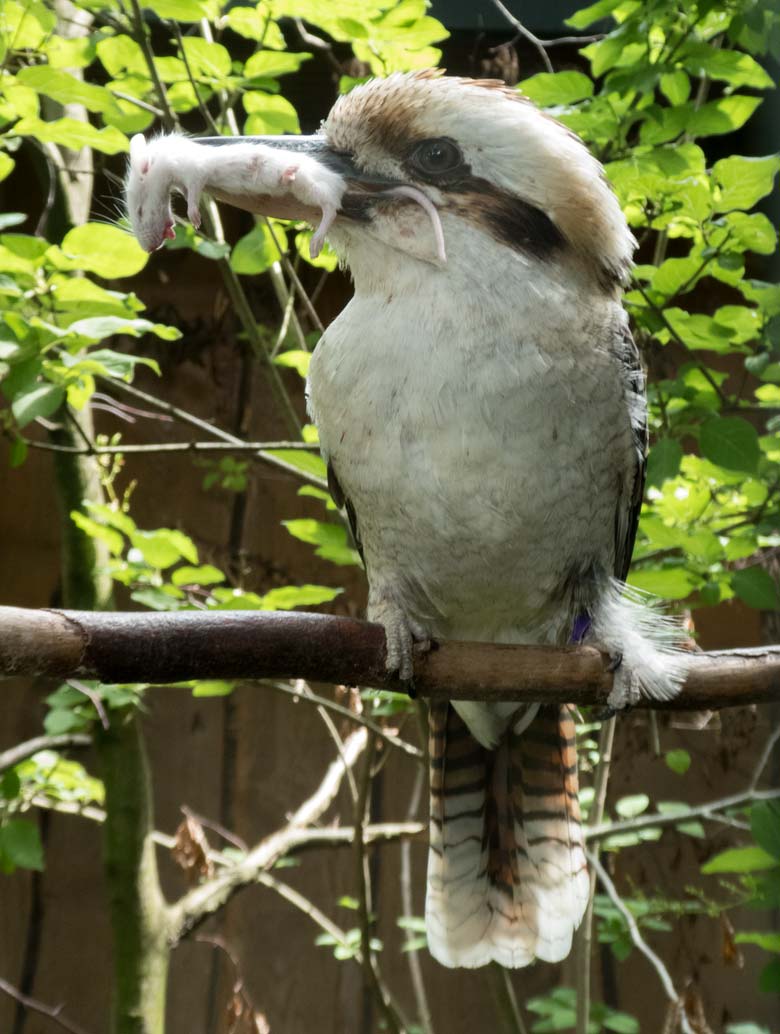 Jägerliest-Männchen mit Futtermaus am 16. Juni 2018 in der Madagaskar-Voliere im Grünen Zoo Wuppertal