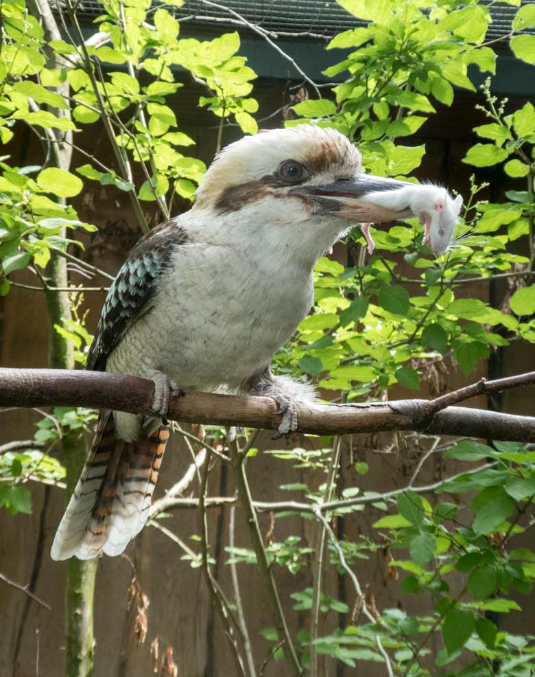 Jägerliest-Männchen mit Futtermaus am 16. Juni 2018 in der Madagaskar-Voliere im Wuppertaler Zoo