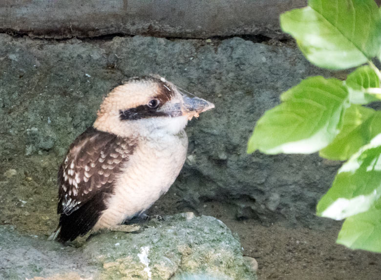 Jägerliest-Jungvogel am 7. Juli 2018 in der Madagaskar-Voliere im Wuppertaler Zoo