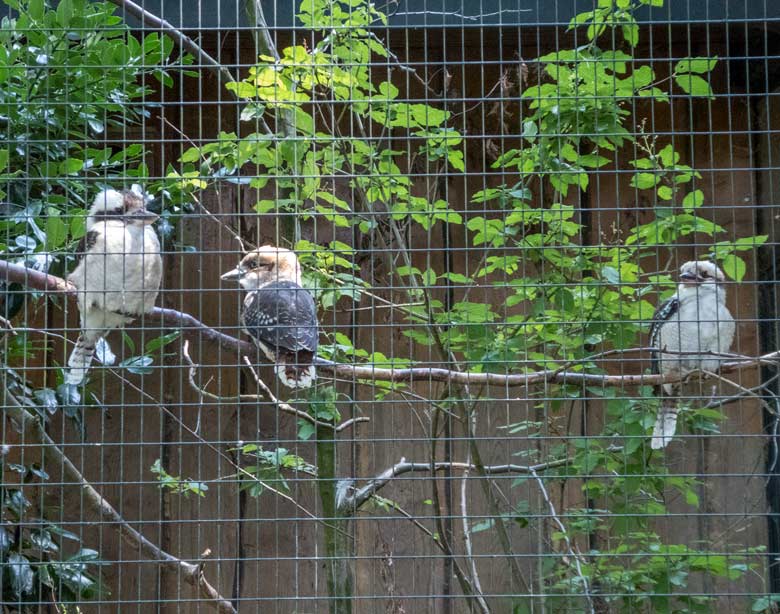 Jägerliest-Weibchen mit Jungvogel und Jägerliest-Männchen am 7. Juli 2018 in der Madagaskar-Voliere im Zoologischen Garten Wuppertal