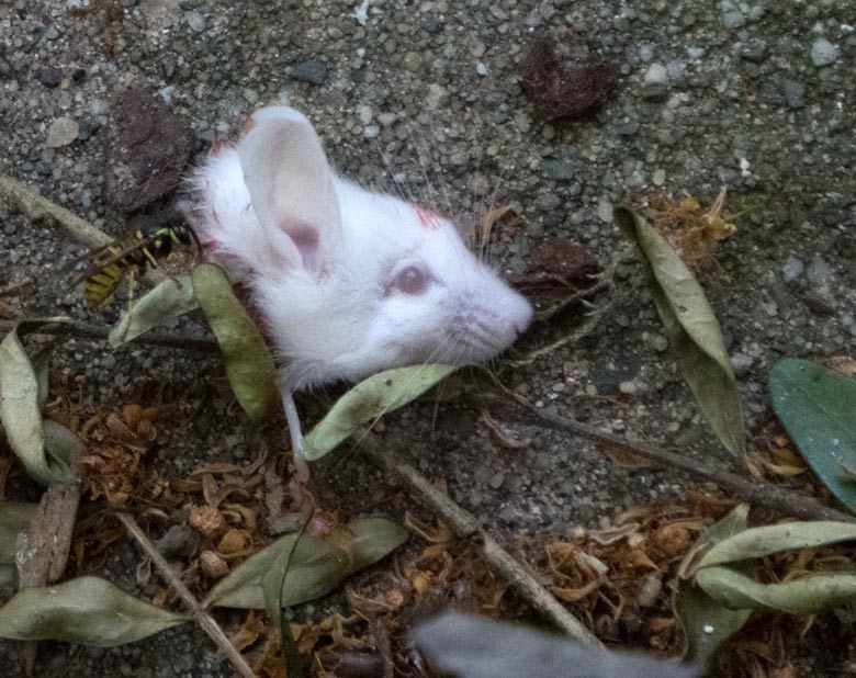 Abgeschlagener Kopf einer Futtermaus am 7. Juli 2018 in der Madagaskar-Voliere im Zoologischen Garten der Stadt Wuppertal