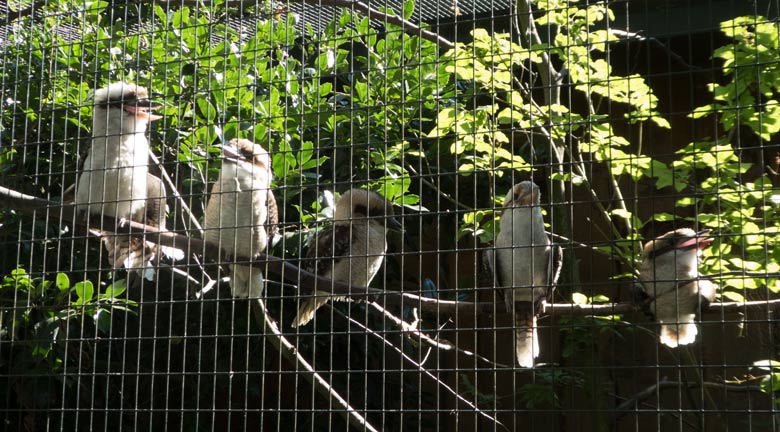 Fünf Jägerlieste am 15. Juli 2018 in der Madagaskar-Voliere im Zoologischen Garten Wuppertal