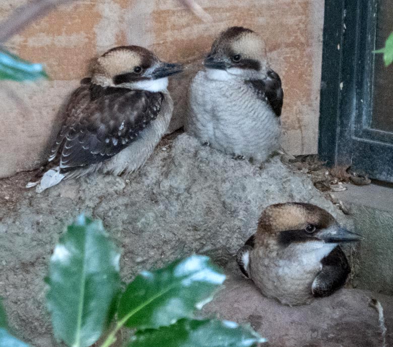 Drei der vier Jägerliest-Jungtiere am 17. Juli 2018 in der Madagaskar-Voliere im Zoologischen Garten Wuppertal
